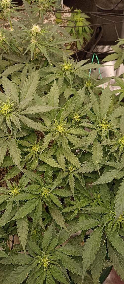 Blackberry Gum by seedstockers. Week 7