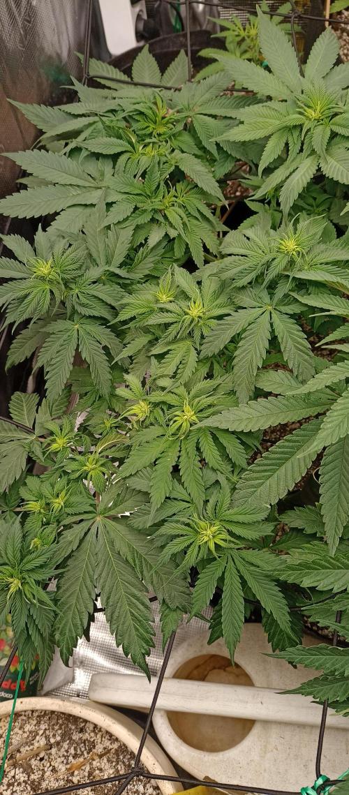 Blackberry Gum by seedstockers. Week 7