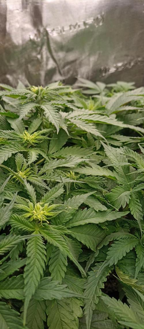 Blackberry Gum by seedstockers. Week 7