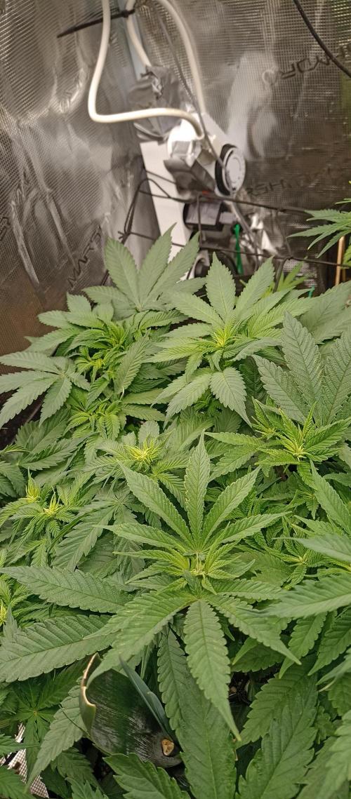 Blackberry Gum by seedstockers. Week 7