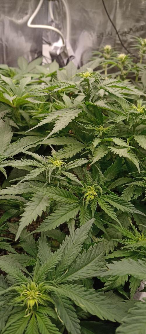 Blackberry Gum by seedstockers. Week 7