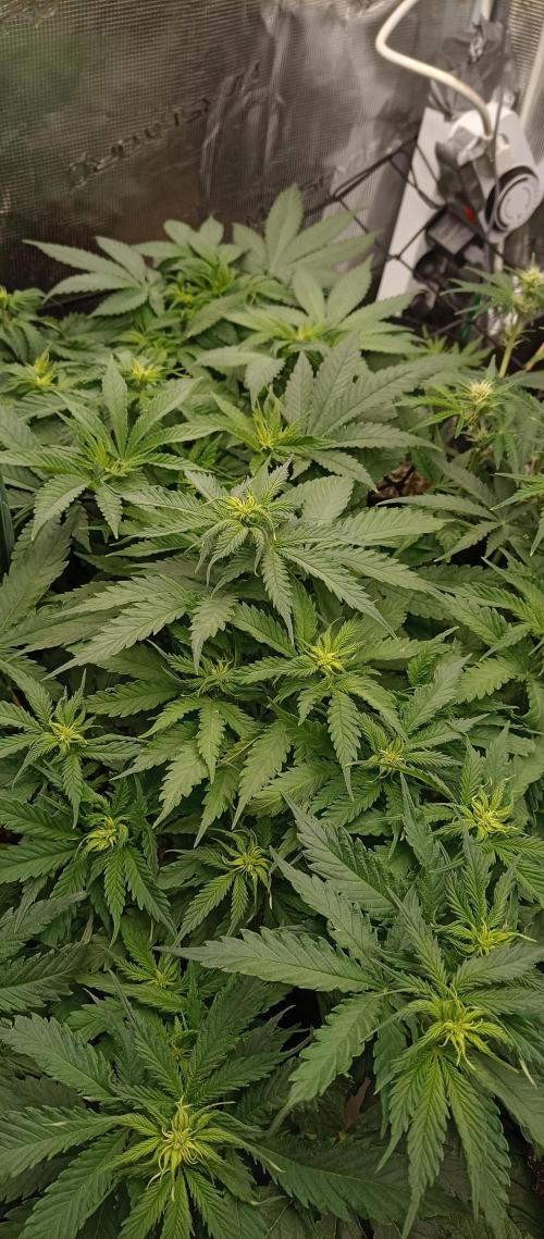 Blackberry Gum by seedstockers. Week 7