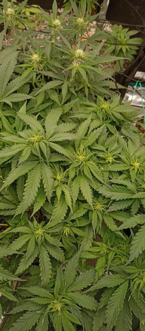 Blackberry Gum by seedstockers. Week 7