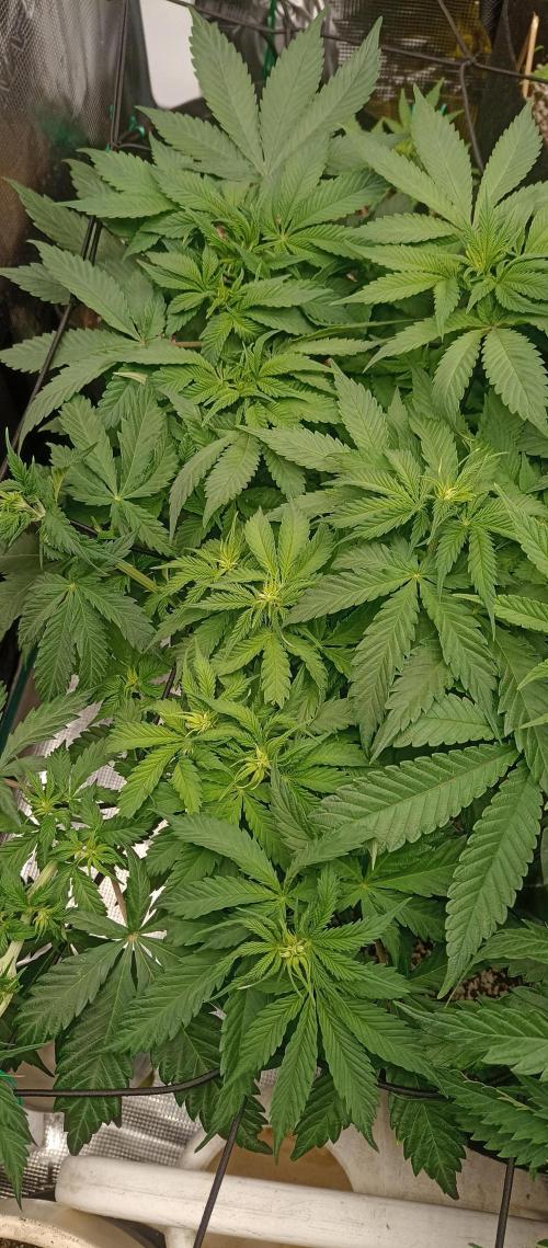 Blackberry Gum by seedstockers. Week 7