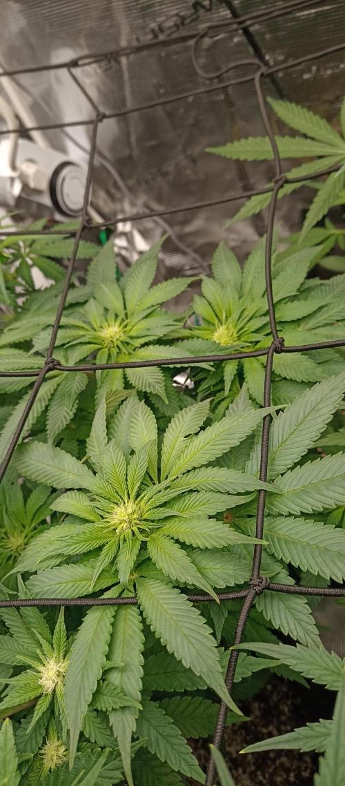 Blackberry Gum by seedstockers. Week 8