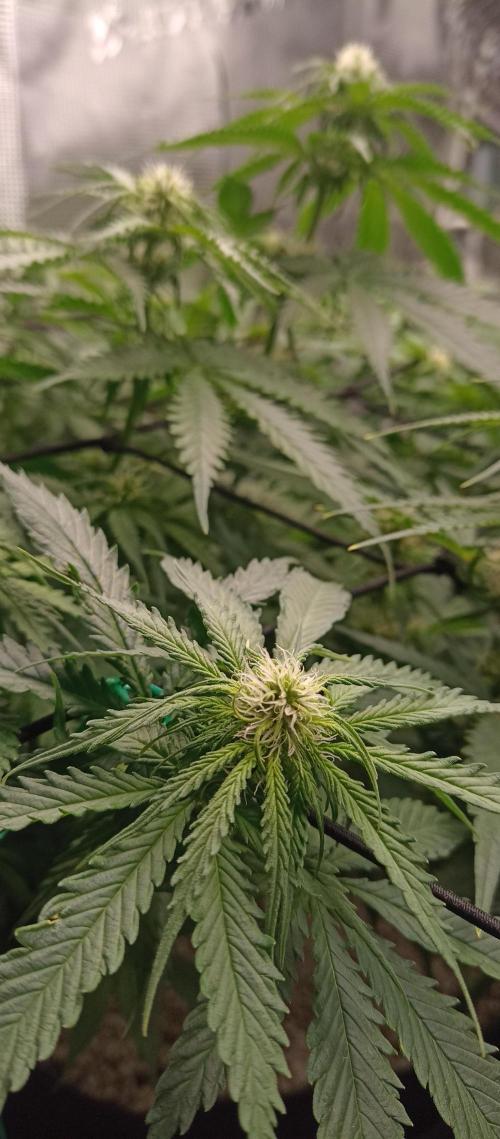 Blackberry Gum by seedstockers. Week 8