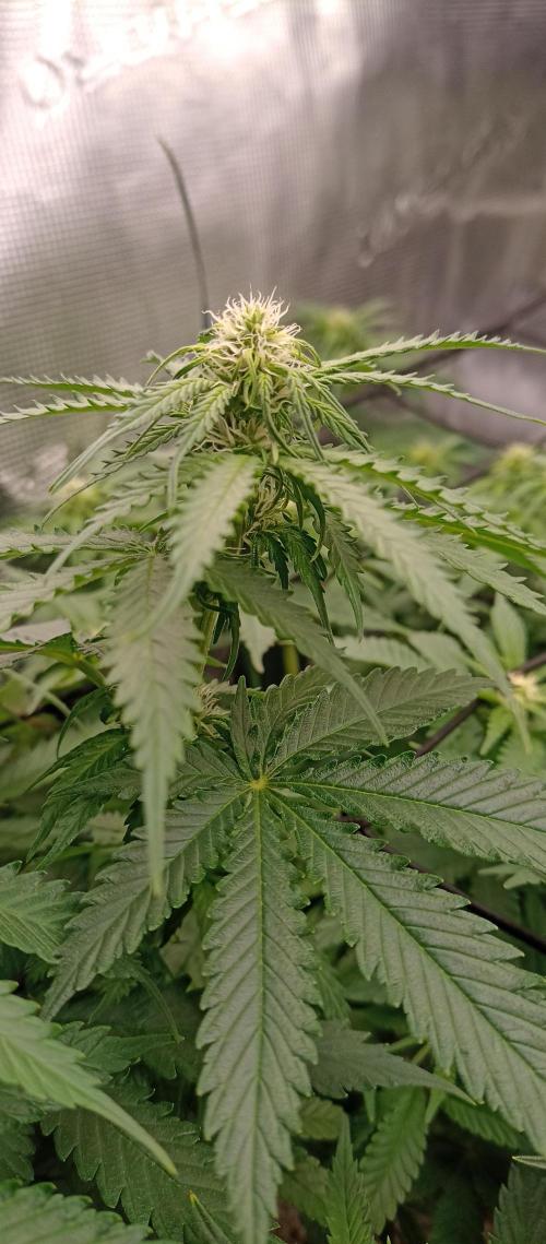 Blackberry Gum by seedstockers. Week 8