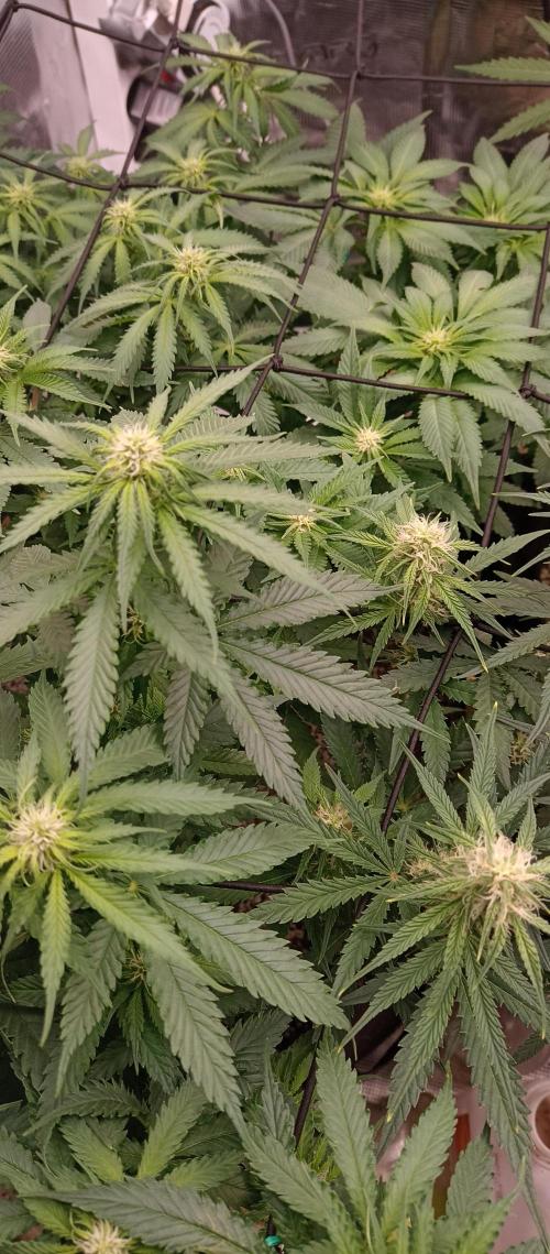 Blackberry Gum by seedstockers. Week 8