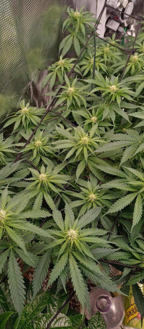 Blackberry Gum by seedstockers. Week 8