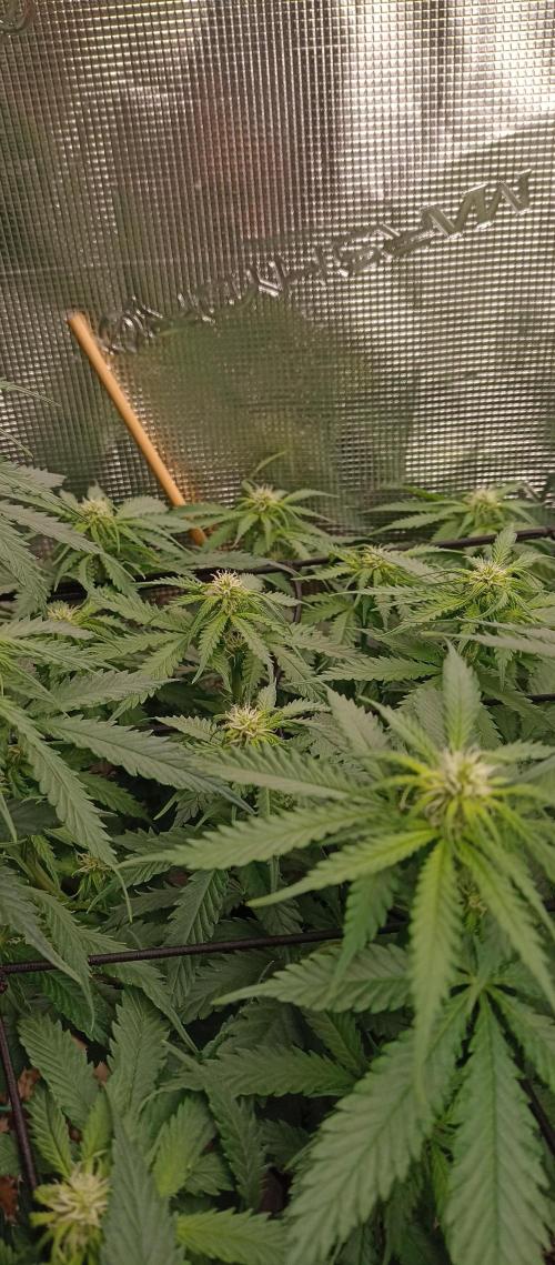 Blackberry Gum by seedstockers. Week 8