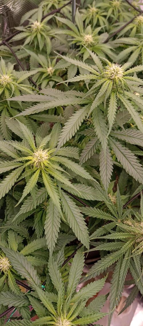 Blackberry Gum by seedstockers. Week 8