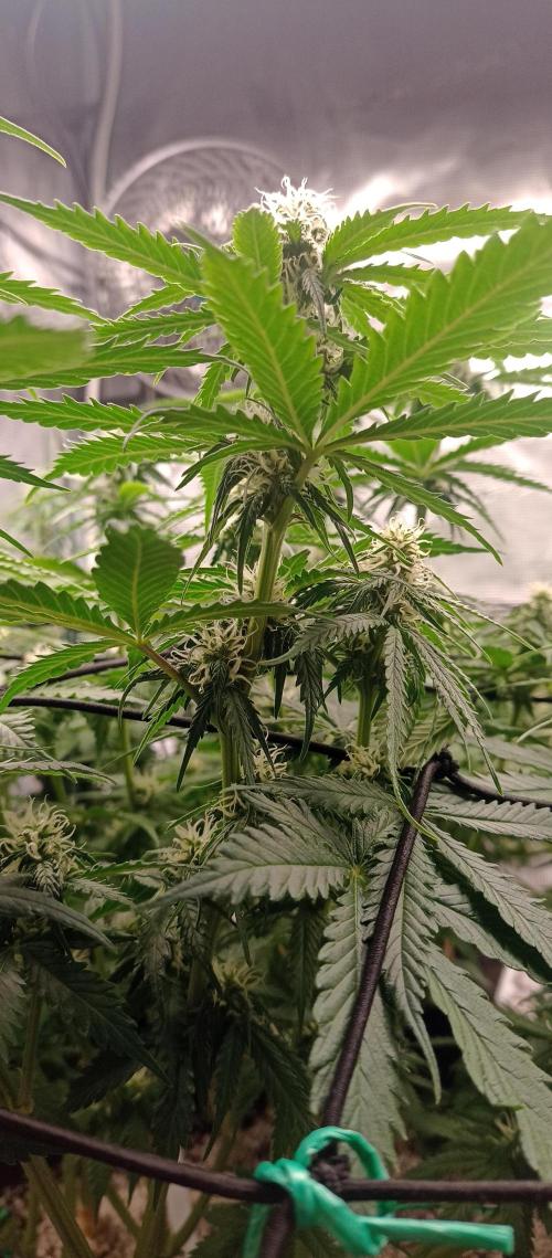 Blackberry Gum by seedstockers. Week 9