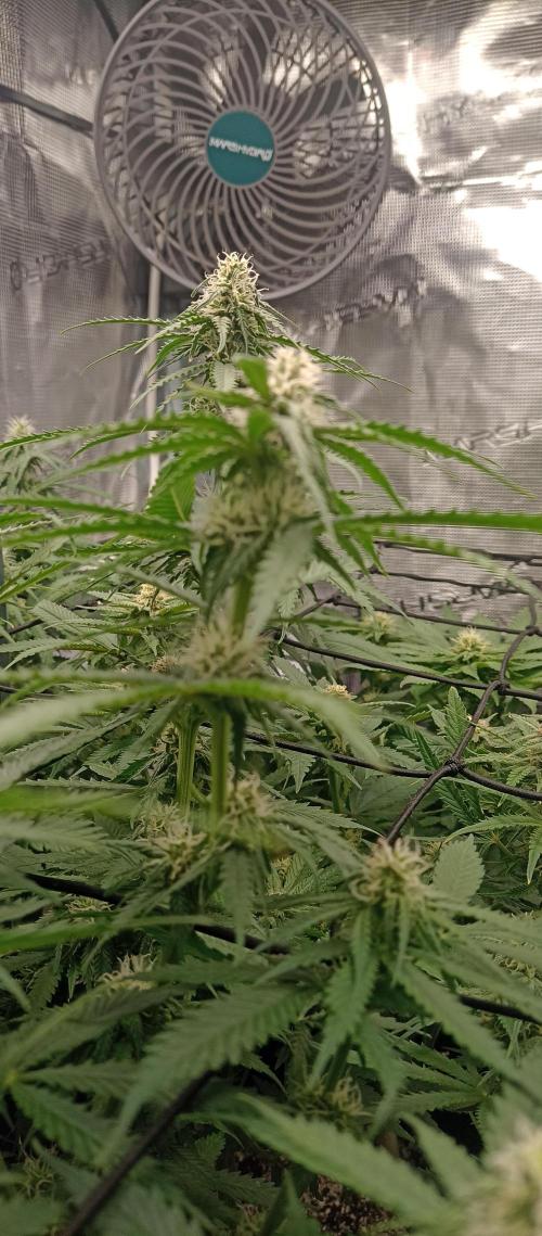 Blackberry Gum by seedstockers. Week 9