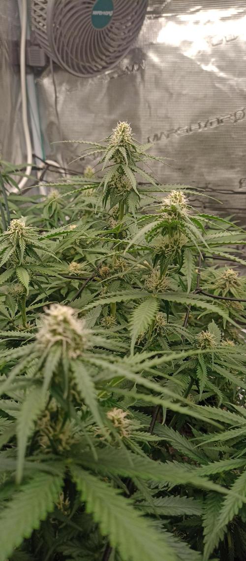 Blackberry Gum by seedstockers. Week 9