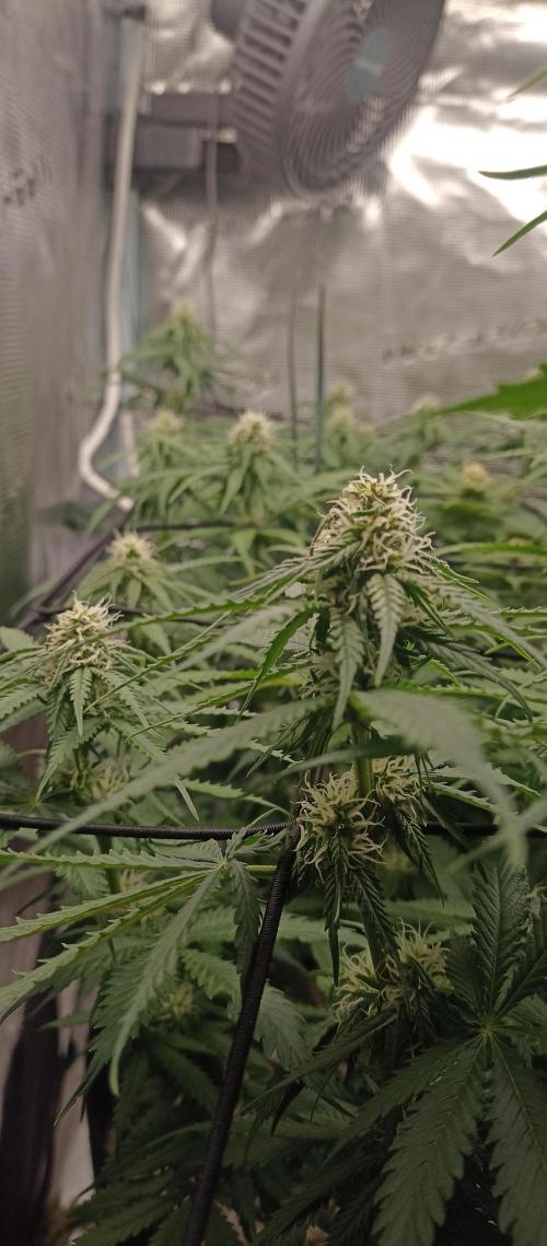 Blackberry Gum by seedstockers. Week 9