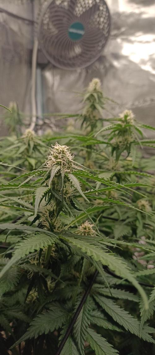 Blackberry Gum by seedstockers. Week 9