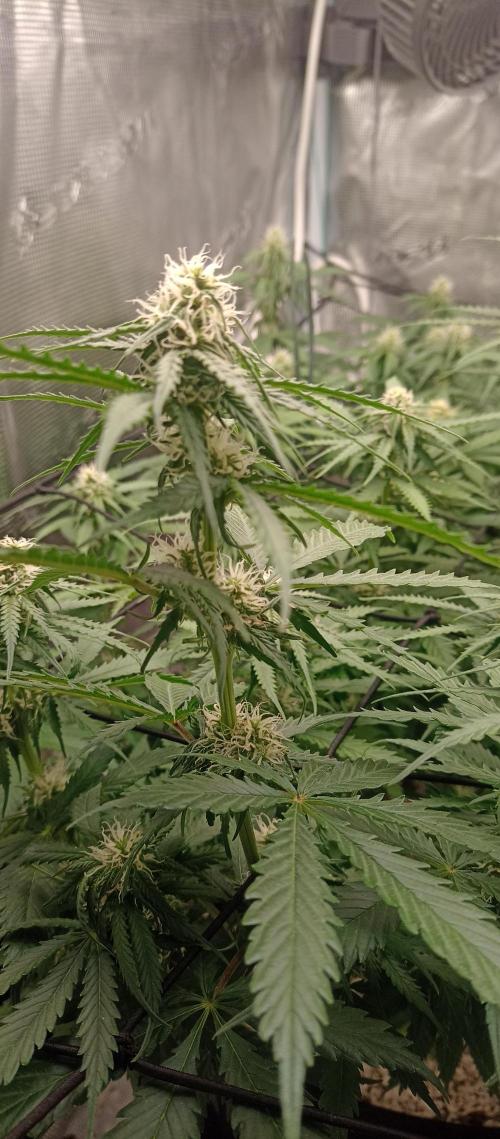 Blackberry Gum by seedstockers. Week 9