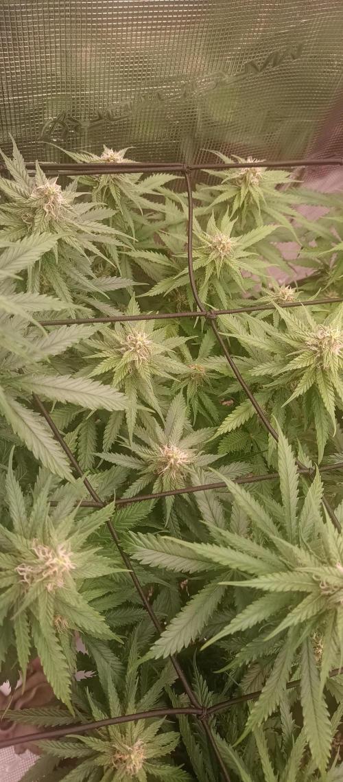 Blackberry Gum by seedstockers. Week 10