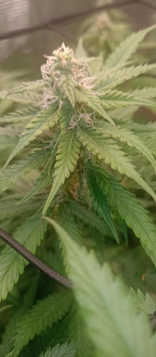 Blackberry Gum by seedstockers. Week 10