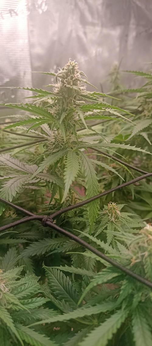 Blackberry Gum by seedstockers. Week 10