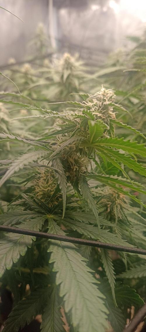 Blackberry Gum by seedstockers. Week 10