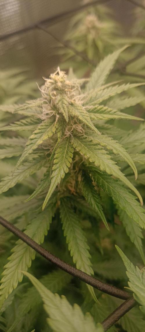 Blackberry Gum by seedstockers. Week 10