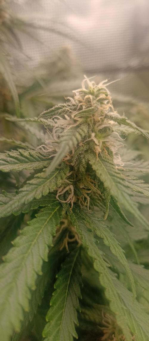 Blackberry Gum by seedstockers. Week 10