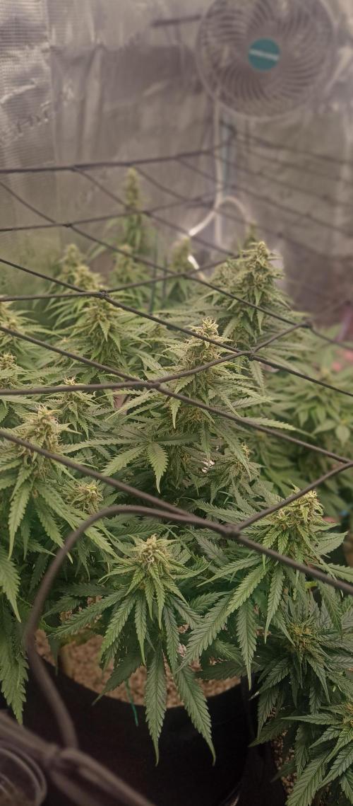 Blackberry Gum by seedstockers. Week 11