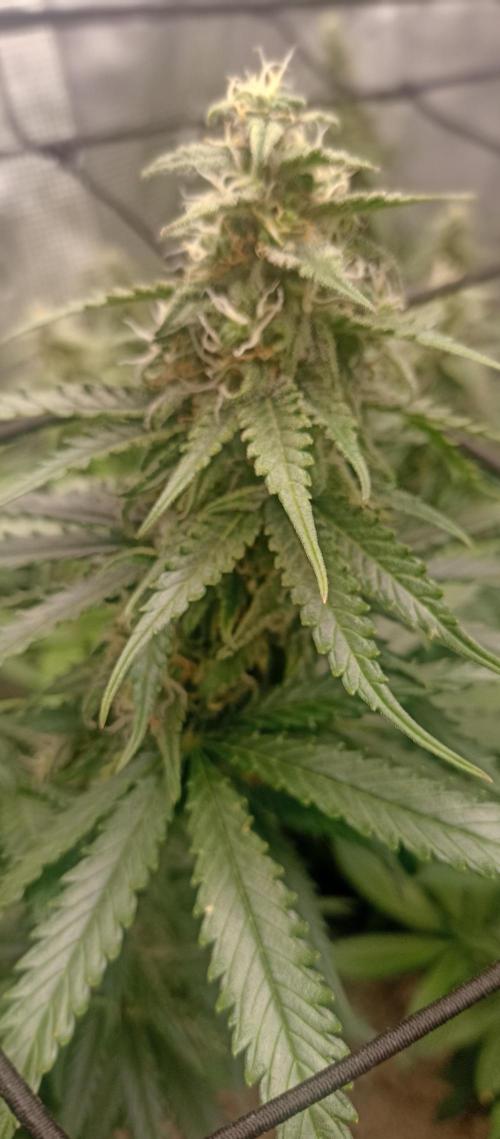 Blackberry Gum by seedstockers. Week 11