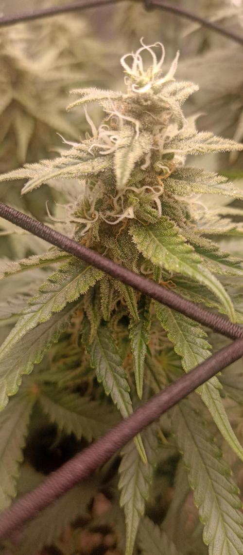 Blackberry Gum by seedstockers. Week 11