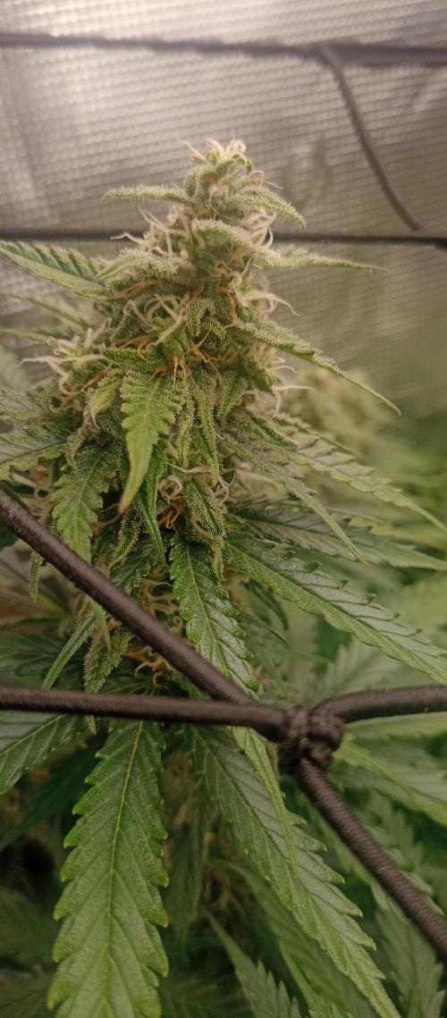 Blackberry Gum by seedstockers. Week 11