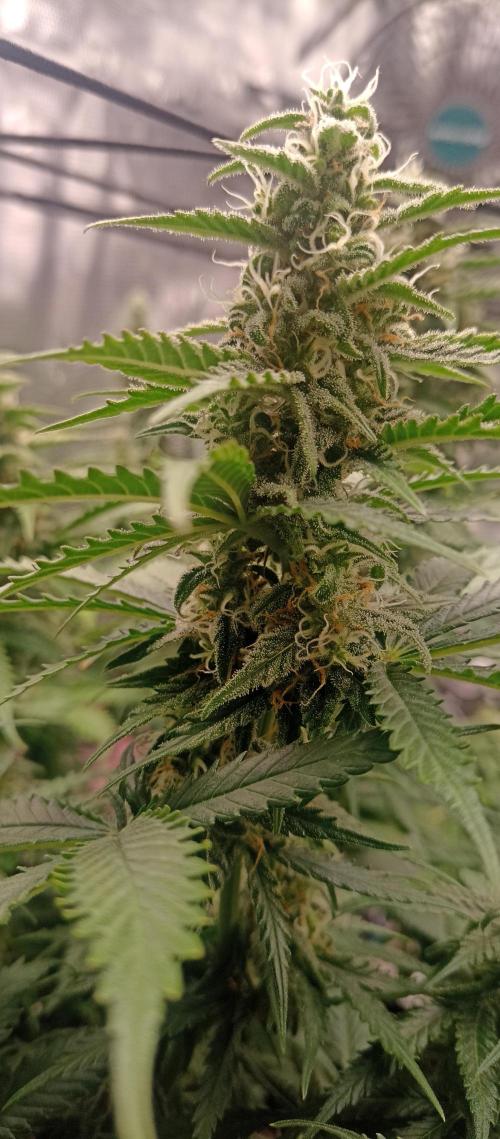 Blackberry Gum by seedstockers. Week 11