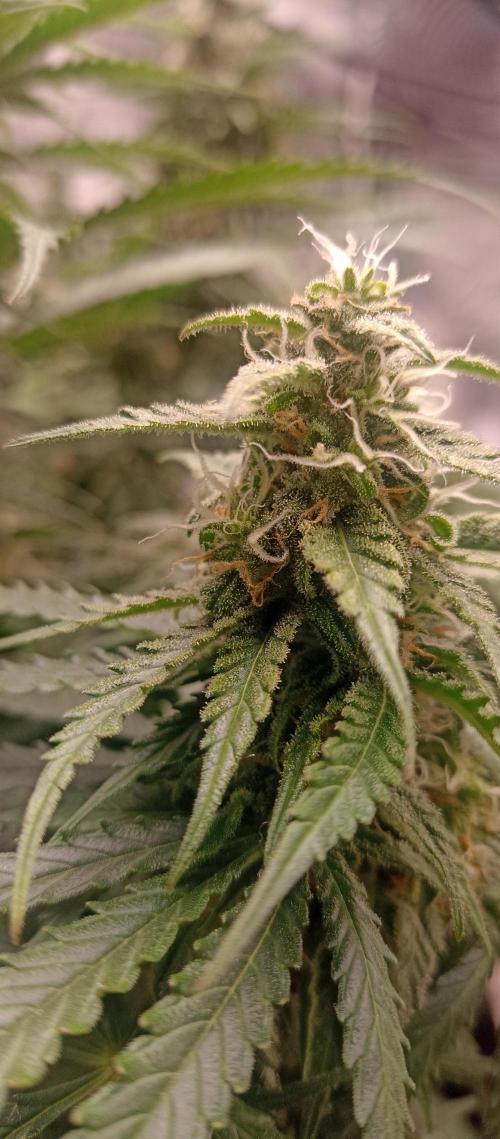 Blackberry Gum by seedstockers. Week 11