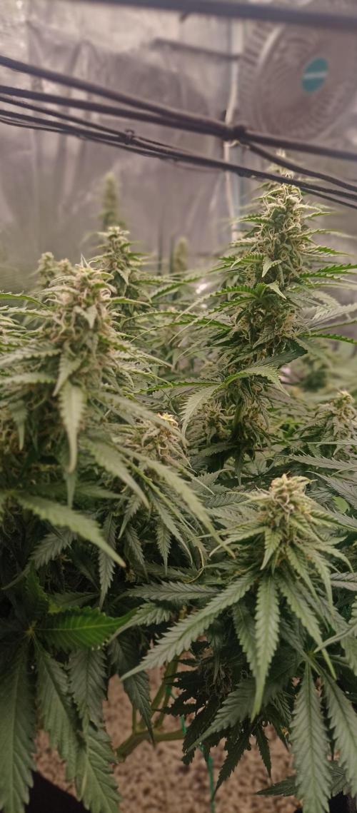 Blackberry Gum by seedstockers. Week 11