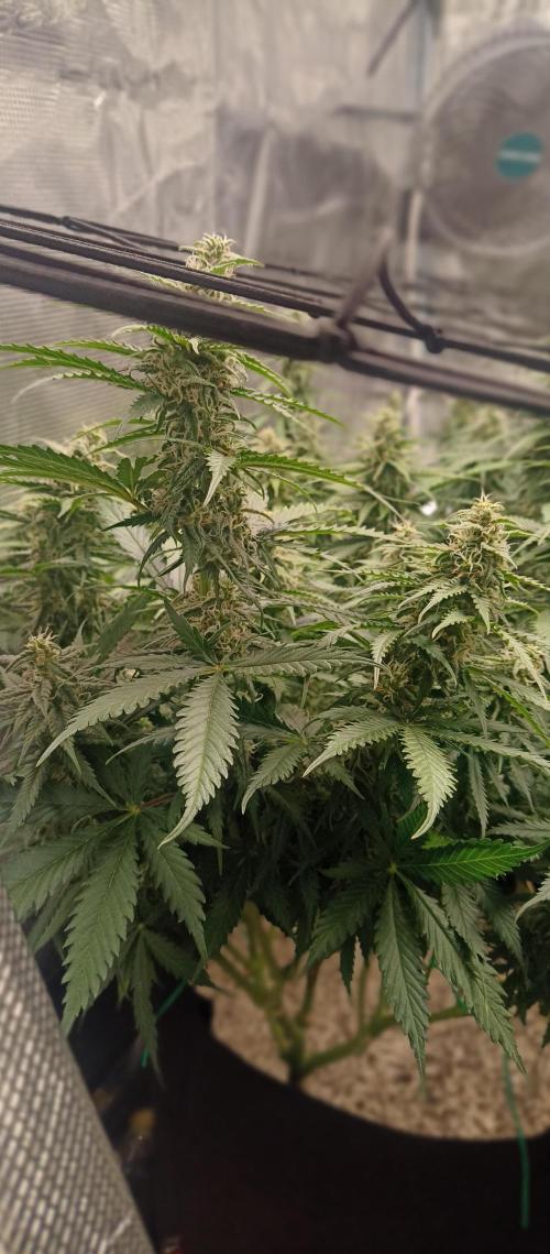 Blackberry Gum by seedstockers. Week 11