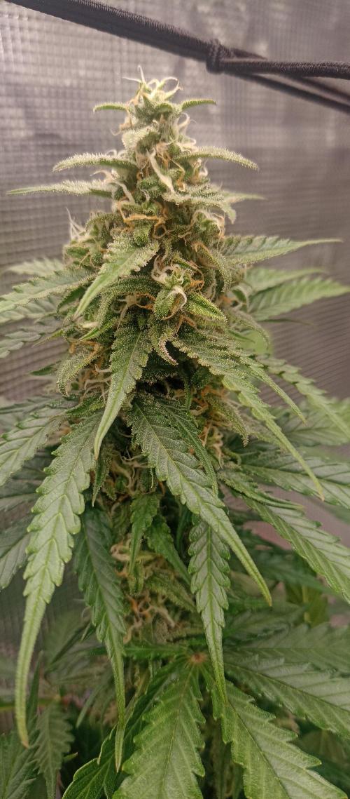 Blackberry Gum by seedstockers. Week 12