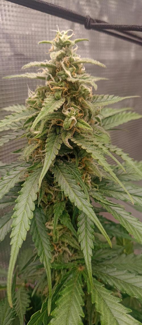 Blackberry Gum by seedstockers. Week 12