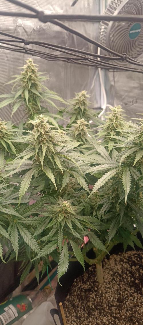 Blackberry Gum by seedstockers. Week 12