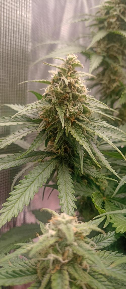 Blackberry Gum by seedstockers. Week 12