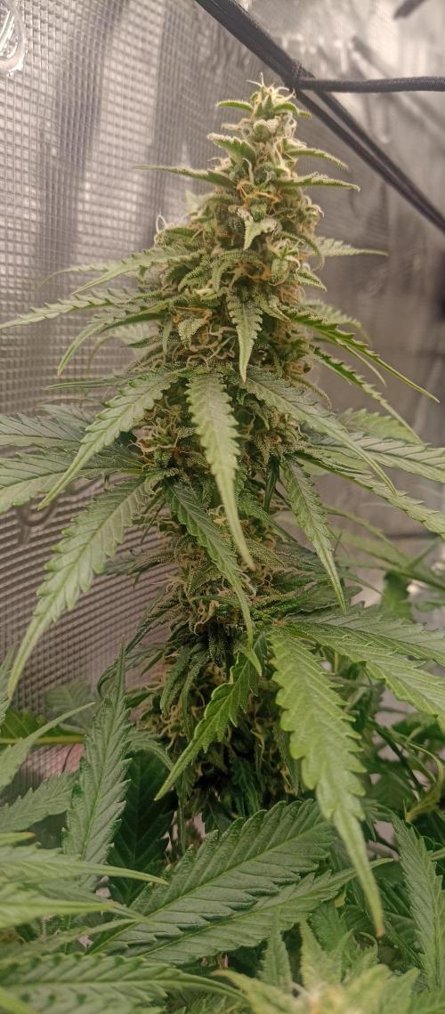 Blackberry Gum by seedstockers. Week 12