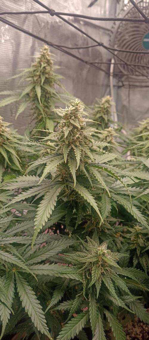 Blackberry Gum by seedstockers. Week 12