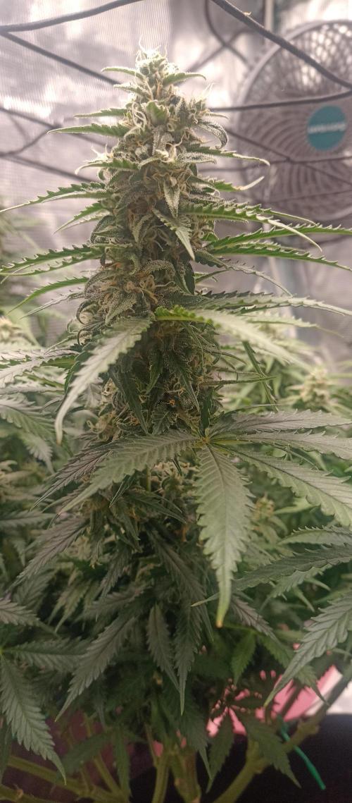 Blackberry Gum by seedstockers. Week 12