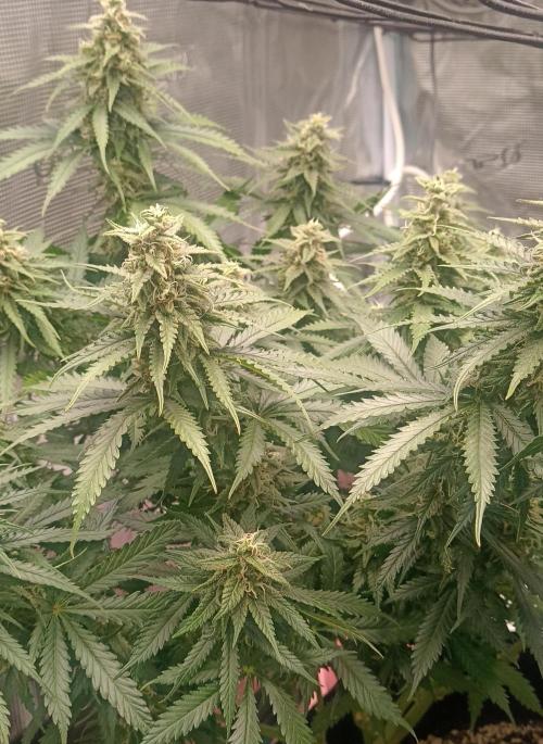 Blackberry Gum by seedstockers. Week 13