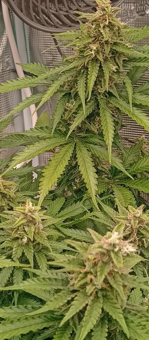 Blackberry Gum by seedstockers. Week 13