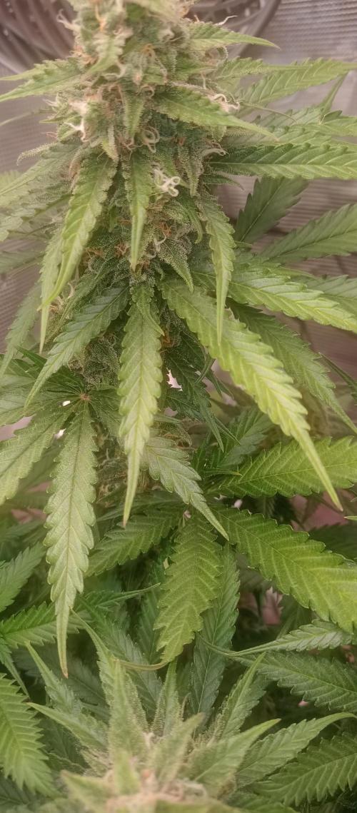 Blackberry Gum by seedstockers. Week 13