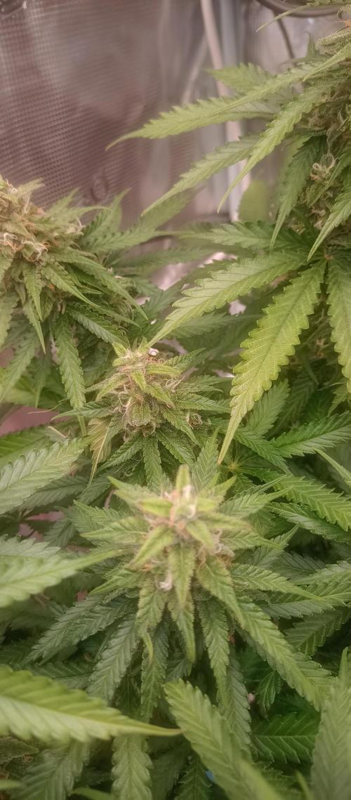 Blackberry Gum by seedstockers. Week 13