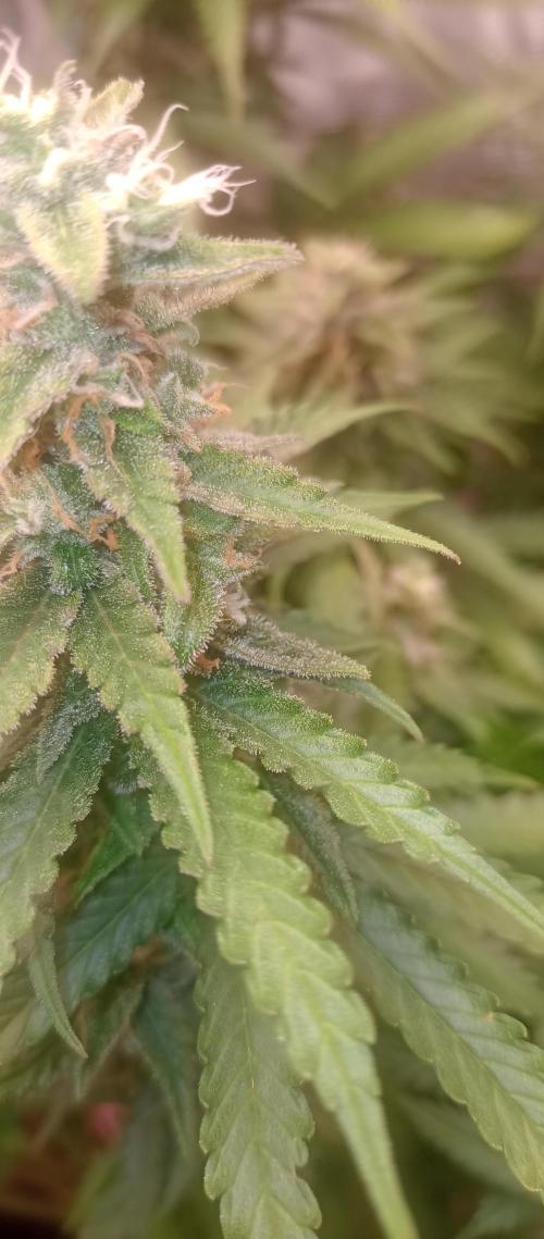 Blackberry Gum by seedstockers. Week 13
