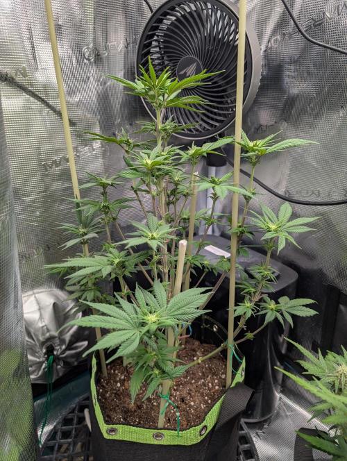 First Indoor Grow. Week 7