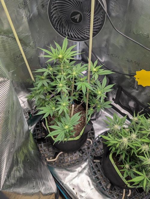 First Indoor Grow. Week 7