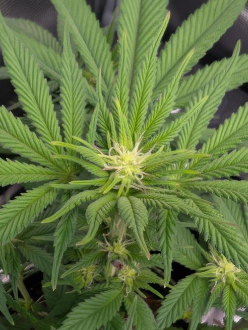 First Indoor Grow. Week 7